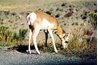 Pronghorn antelope are common in Utah's Great Basin Desert areas.