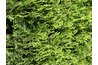 This tree has scale-like leaves. They grow in various directions, at various lengths.
