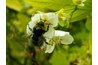 Hand pollination is practiced where insects are not welcome.