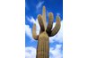The cactus is a Texas icon and a omnipresent desert plant.