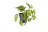 Pothos are hardy and perfect for hanging pots.