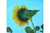 Once a sunflower bud has opened, the blossom always faces east.