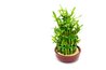 Dracaena are often planted in decorative groupings.