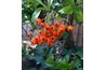 Berries add bright color to the garden in fall and winter.