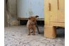 Engage your puppy in a fun search game.