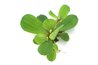 All parts of the water lettuce plant are toxic.
