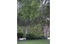 Birches add contrast to the solid green. of summer