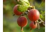 Gooseberries make good cobblers.