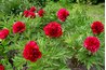 Peonies are a showy garden addition.