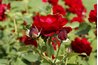 Healthy roses