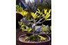 Bonsai trees are symbolic of long life and health.