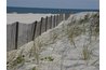 Planting native dune grasses later in the season helps stabilize the dunes that form near the sand fence.