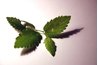 Immerse herbs, flowers or a blend in an Everclear base for a full day for best results.