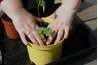 Pack the potting soil mixture around the newly transplanted dumb cane using your fingers.