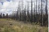 Vegetation communities, heavily determined by climate, influence and are influenced by soils.