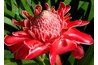 Red bracts make up the flower head cluster of a torch ginger.