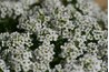 The water hemlock is one of the deadliest of water plants.