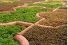 Plants need ammonia to grow.