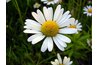 Planting daisies may help ward off destructive bugs.