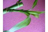 Stem node with leaves.