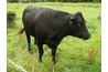 Livestock