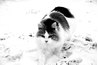 Cats are less reluctant to live indoors during winter.