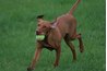 A high number of retrievers are predisposed to allergies.
