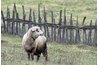 Sheep industry in Colonial America