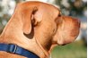 This dog carefully watches a threat to his handler.
