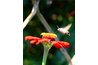 Reddish flowers tend to attract hummingbirds.