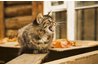 Few cats will willingly swallow a pill.