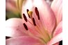 The anthers may surround the stigma, waiting for pollen to be transferred by insects.
