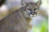 Mountain lions have been pushed out of their native habitats by humans.