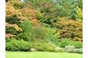 Branches of shrubs start at ground level.