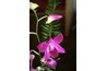 A dendrobium orchid