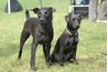 It causes no adverse side effects on pets.