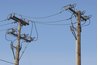 Wooden utility poles