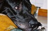 Your dog may seem lethargic or lose its appetite.