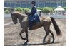 A dun Tennesse Walking Horse