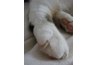 Claws should be trimmed or removed for indoor cats.
