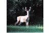 Deer meat can cause severe allergic reactions.