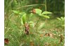 Weed out invasive plants.