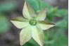 Nicotiana alata bloom.