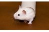 Laboratory animals are more sensitive to ultrasound than wild animals.