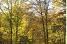 Deciduous forests are common in temperate latitudes.