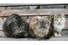 Cat dander is sticky and can stick to everything.