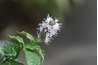 Herb blossoms and leaves can be used for extraction.