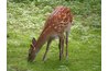Fallow deer and horse proteins can cross-react.