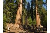 Sequoias on the frequently dry western slopes of the Sierra Nevada Mountains