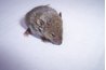 In nature, the large agouti rat is the only species able to crack a Brazil nut open with its teeth.
